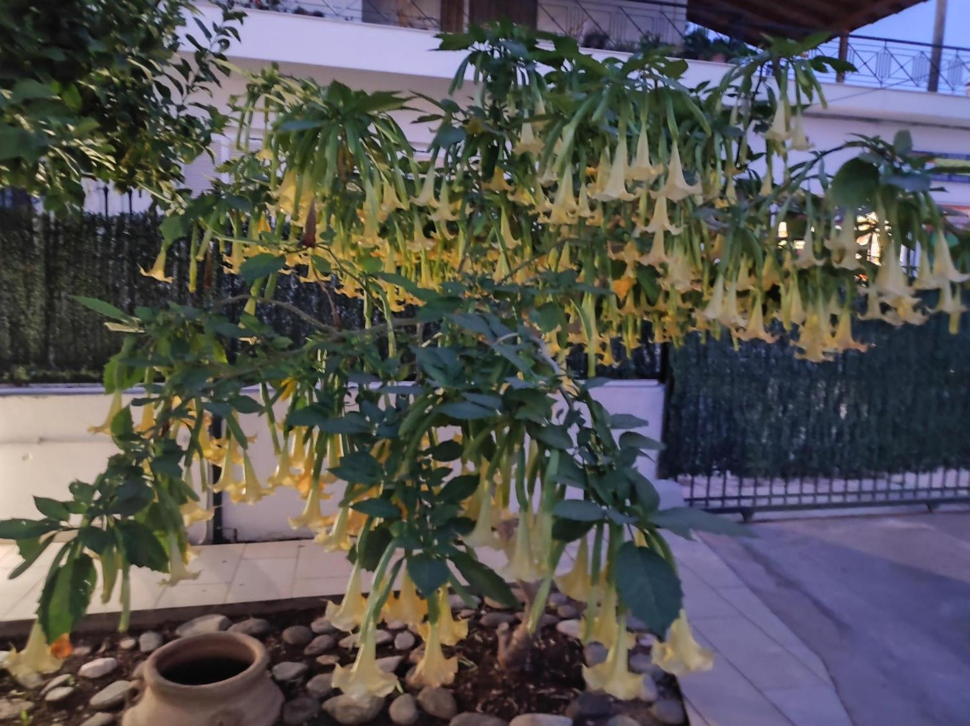 Dimitris Place Near Athens Airport كوروبيون المظهر الخارجي الصورة